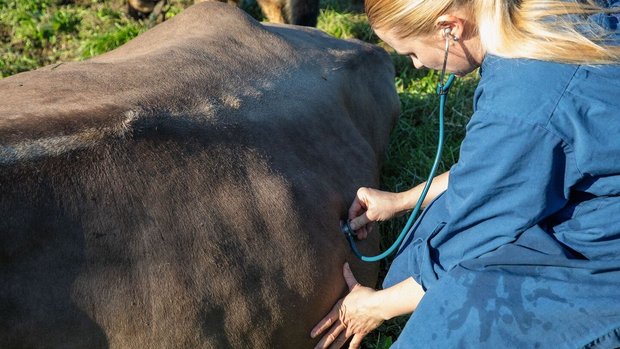 Transport kranker Tiere Eine Tierärztin behandelt eine Kuh, die auf der Weide festliegt.
