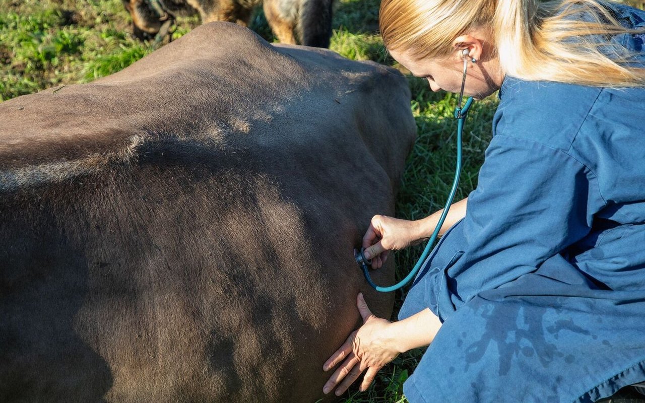 Eine Tierärztin behandelt eine Kuh, die auf der Weide festliegt.