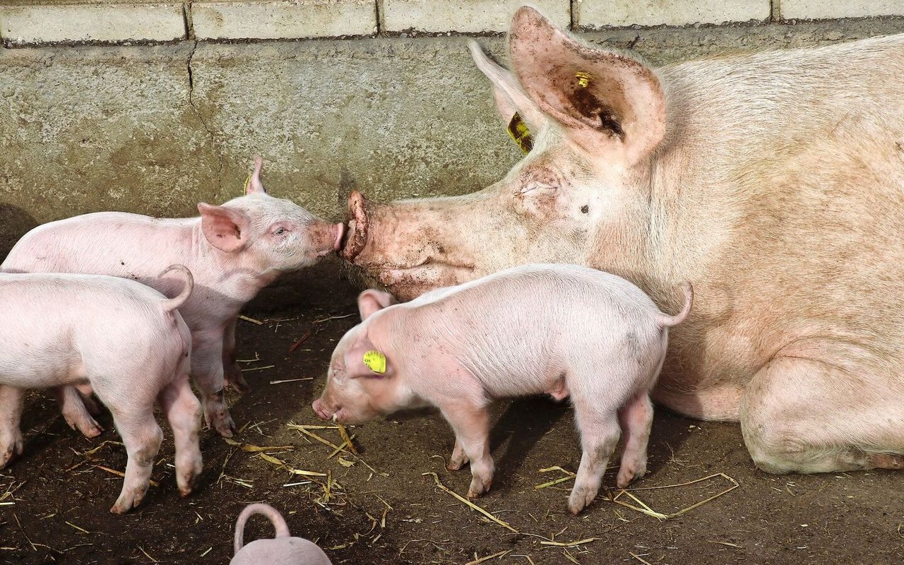 Die Ferkelproduktion steht in Deutschland vor besonderen Herausforderungen. Oft sind diese unüberwindbar.