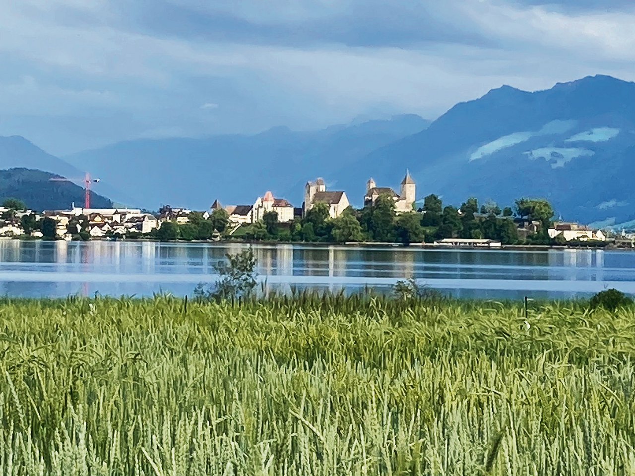 Arbeitsplatz mit aussergewöhnlichem Ambiente: Die Felder der Getreidezüchtung Peter Kunz liegen direkt am Ufer des Zürichsees, mit Blick auf die Stadt Rapperswil samt Schloss.