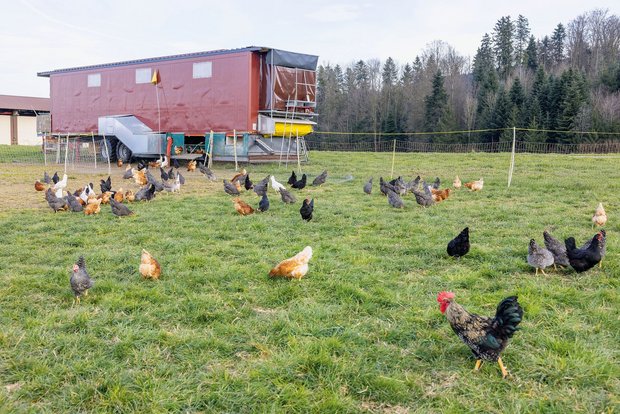 Ralph Buholzer baute ehemalige Lastwagenanhänger nach seinen Bedürfnissen zu Hühnermobilen um. (Bilder Gian Vaitl)