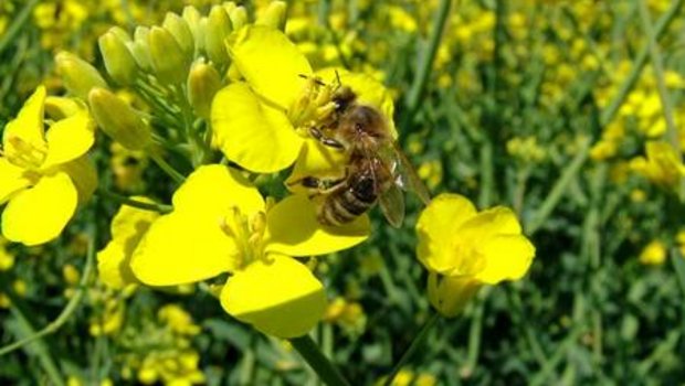 Bienen sind wichtige Bestäuber. Fehlen sie, muss aufwändig von Hand bestäubt werden. (Bild Bienen Schweiz)