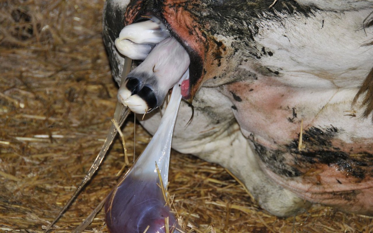 3. Aufweitungsphase: Die Beine des Kalbs erscheinen. Bild: Braunvieh Schweiz 