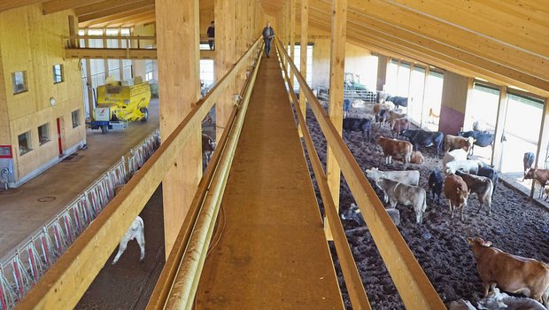Nachhaltig produzieren im Kompoststall Vom 80 m langen Höhensteg aus lassen sich die Tiere gut beobachten. Der Kompost bietet den Tieren eine weiche Liegefläche. Auf der offenen Fläche können sie liegen, wo und wie sie wollen. (Bilder Michael Götz)