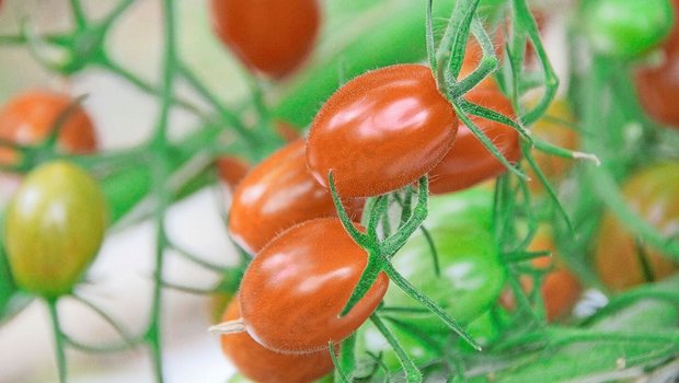 Für Tomaten (hier gesunde) ist das Jordanvirus eine der gefährlichsten Krankheiten, aber demnächst nicht mehr meldepflichtig. 