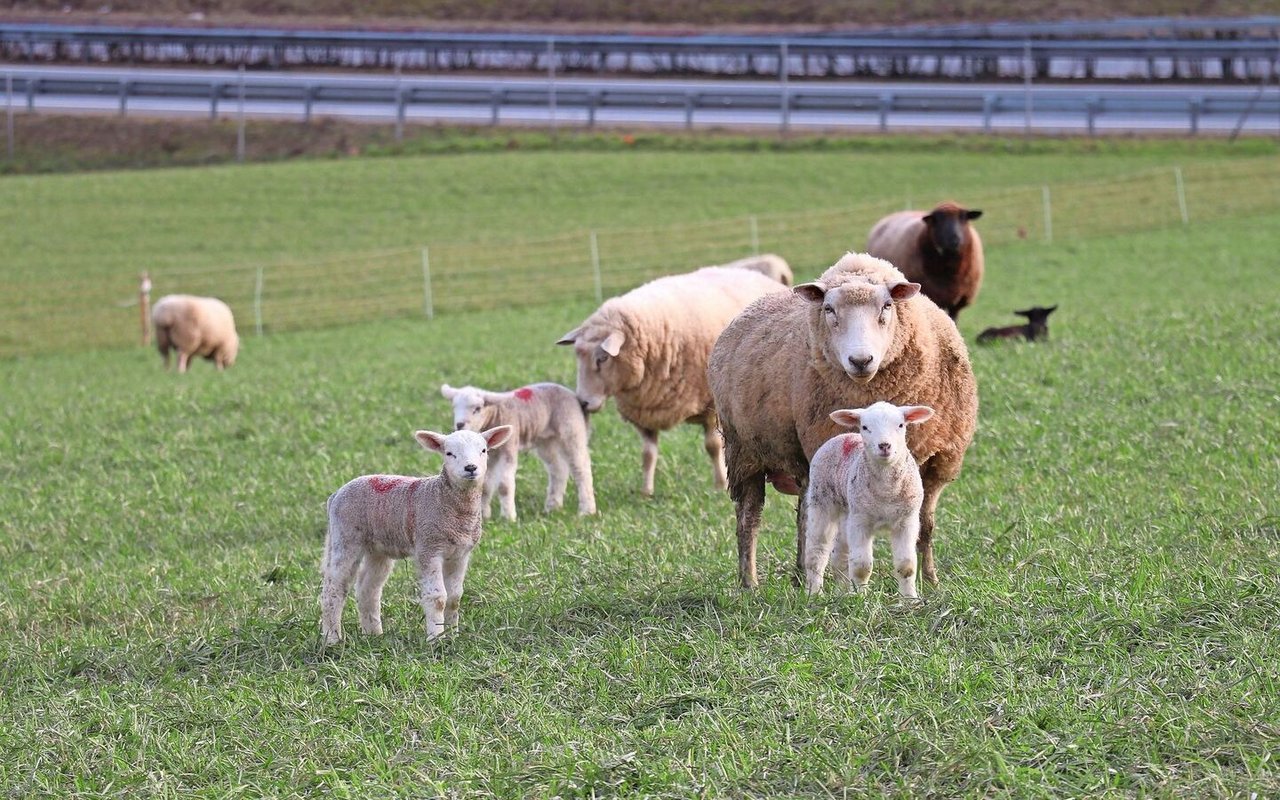 Eine phasengerechte Gruppierung der Herde ermöglicht eine bedarfsgerechtere Fütterung.