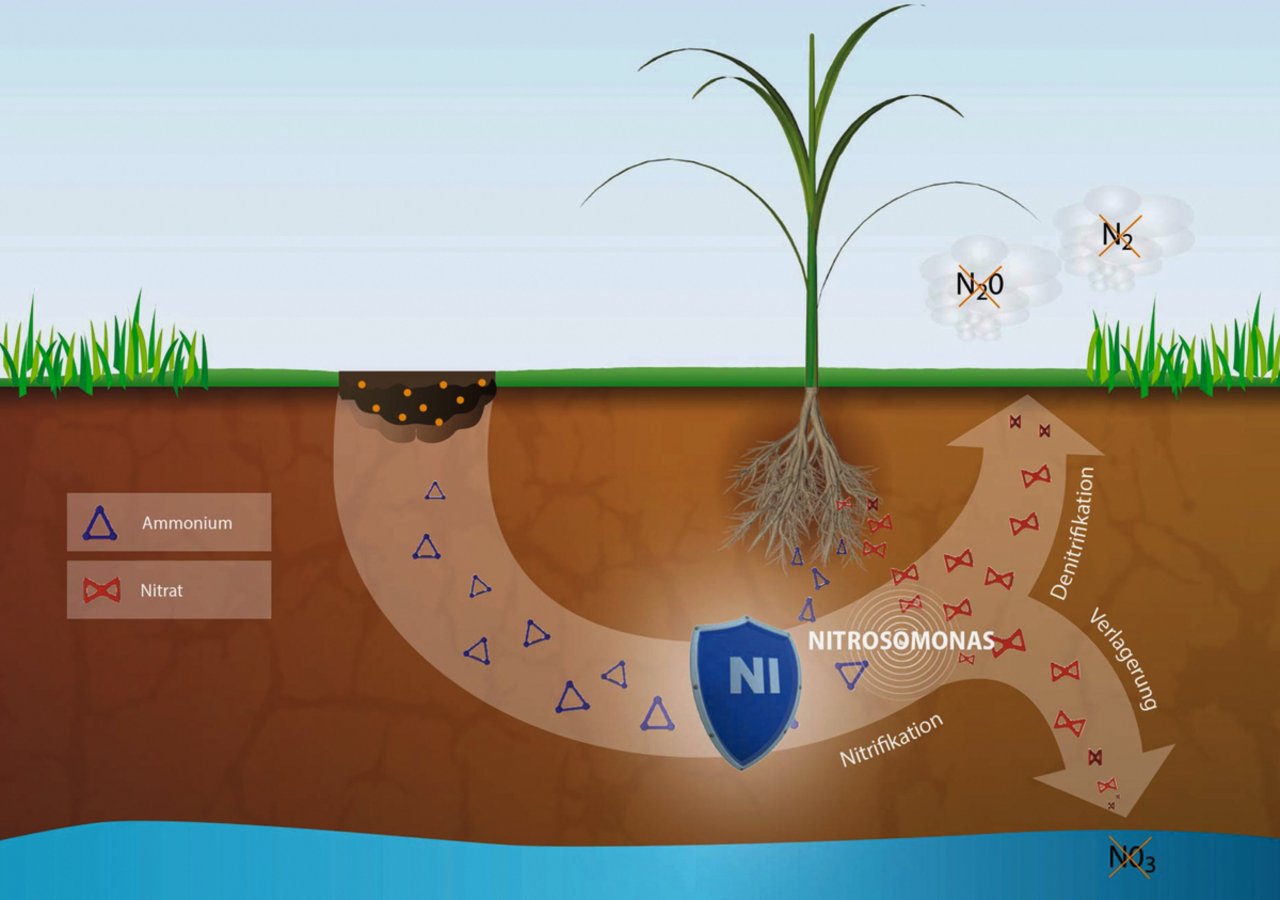 Nitrifikationshemmer wie Piadin verzögern die Umwandlung von Ammonium-Stickstoff in Nitrat. Dies geschieht, indem die für diese Umwandlung verantwortlichen Nitrosomonas-Bakterien gehemmt werden. Grafik: SKW Stickstoffwerke Piesteritz GmbH