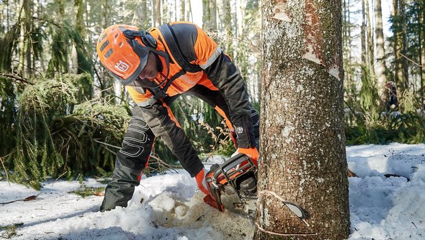 Die neue Profi-Motorsäge in Action: Mit der Husqvarna 550 Mark II wird der Fallkerb gesägt.