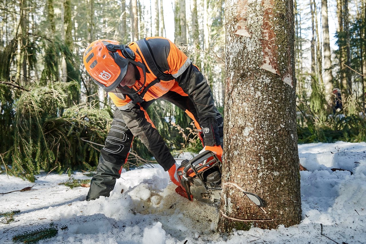 Die neue Profi-Motorsäge in Action: Mit der Husqvarna 550 Mark II wird der Fallkerb gesägt.