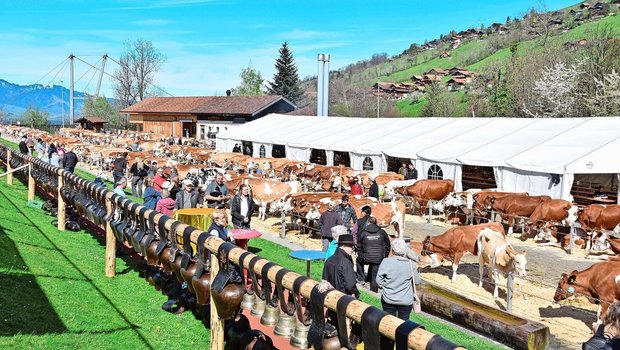 Es stimmte alles: ein schöner Schauplatz, eine hohe Qualität, eine gute Stimmung, viel Publikum und viel Wetterglück.