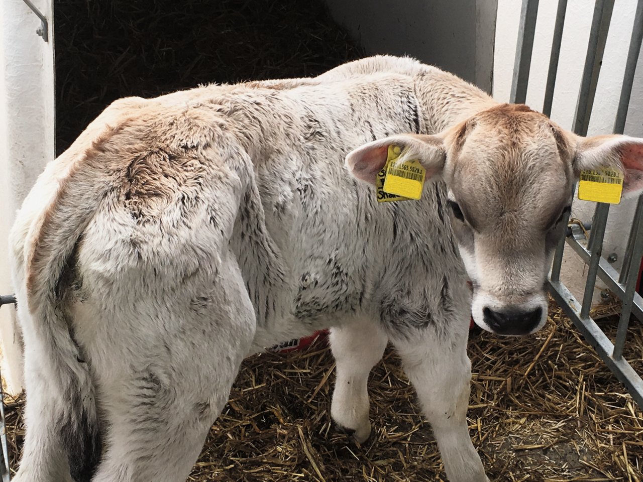 Dieses kranke Kalb hat eingefallenen Flanken. Zudem ist sein Körperbau nicht harmonisch, der Kopf ist zu gross. Bild: Pirmin Zürcher