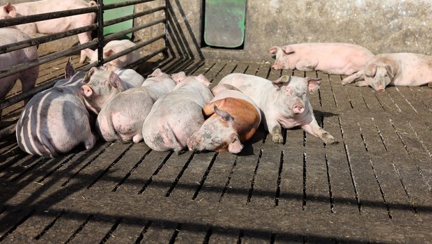Die Schweine können wählen, ob sie lieber im Auslauf oder im Stall liegen. Das Haltungssystem Pigport erfüllt die individuellen Ansprüche der Tiere und fördert ihre Gesundheit. Bild: Peter Röthlisberger