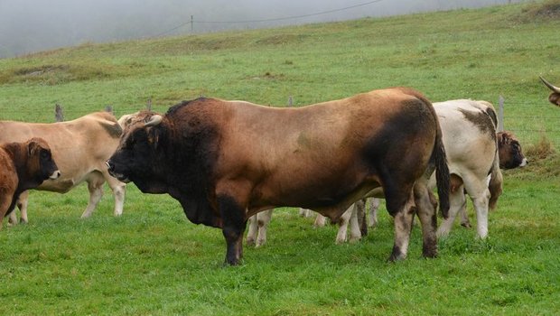 Nicht immer sind Stiere so friedlich. In der Oberpfalz tötete ein Stier einen Landwirten und seinen Vater. (Symbolbild Aline Küenzi)