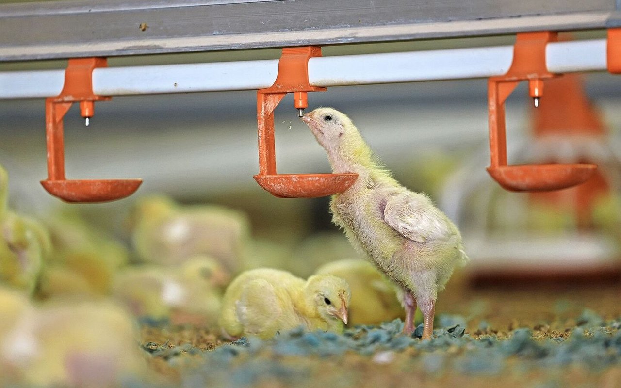 Die Höhe der Tränken ist der Grösse der Tiere anzupassen.