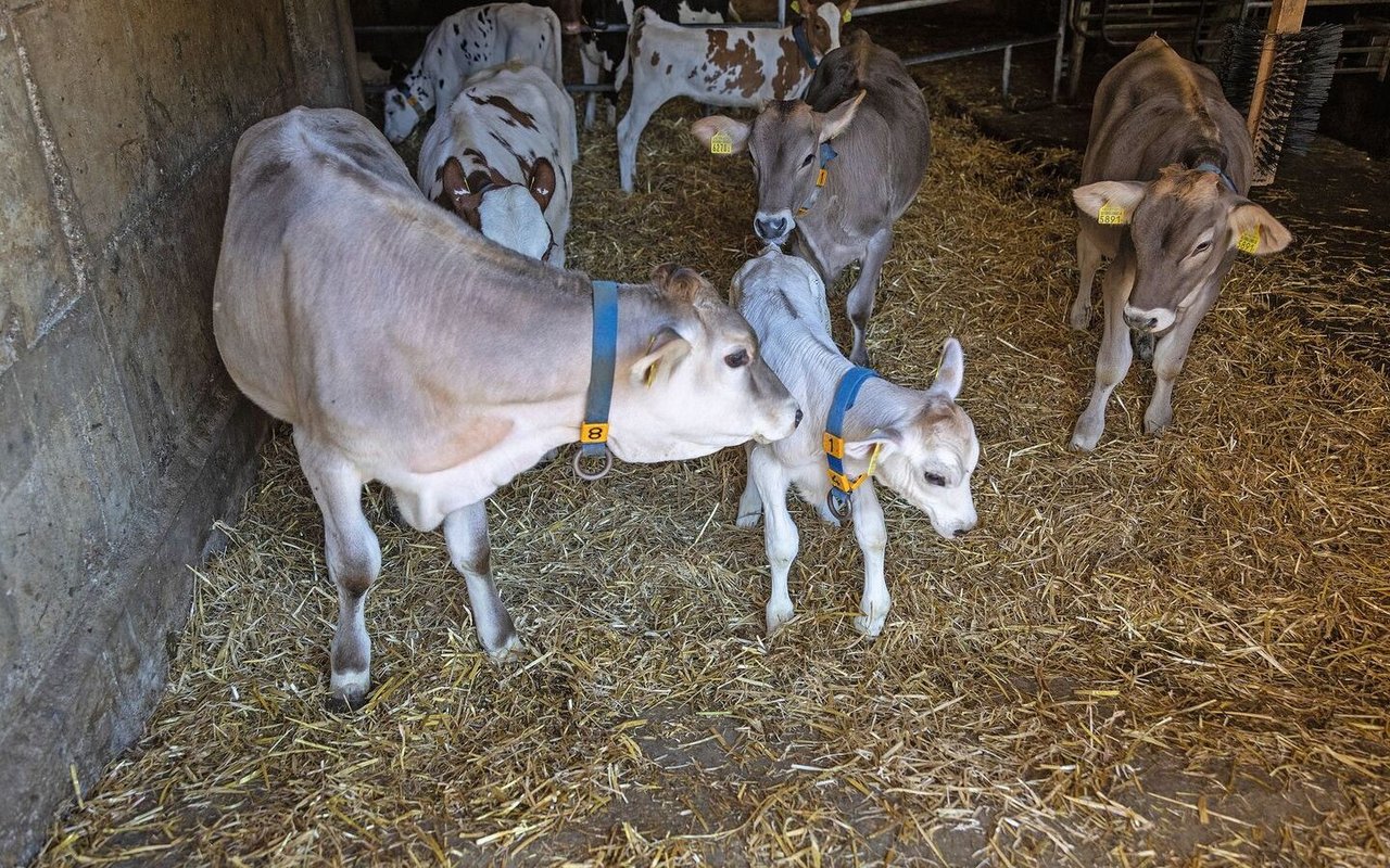 Die älteren Kälber beschnuppern das neu hinzugekommene junge Kalb.