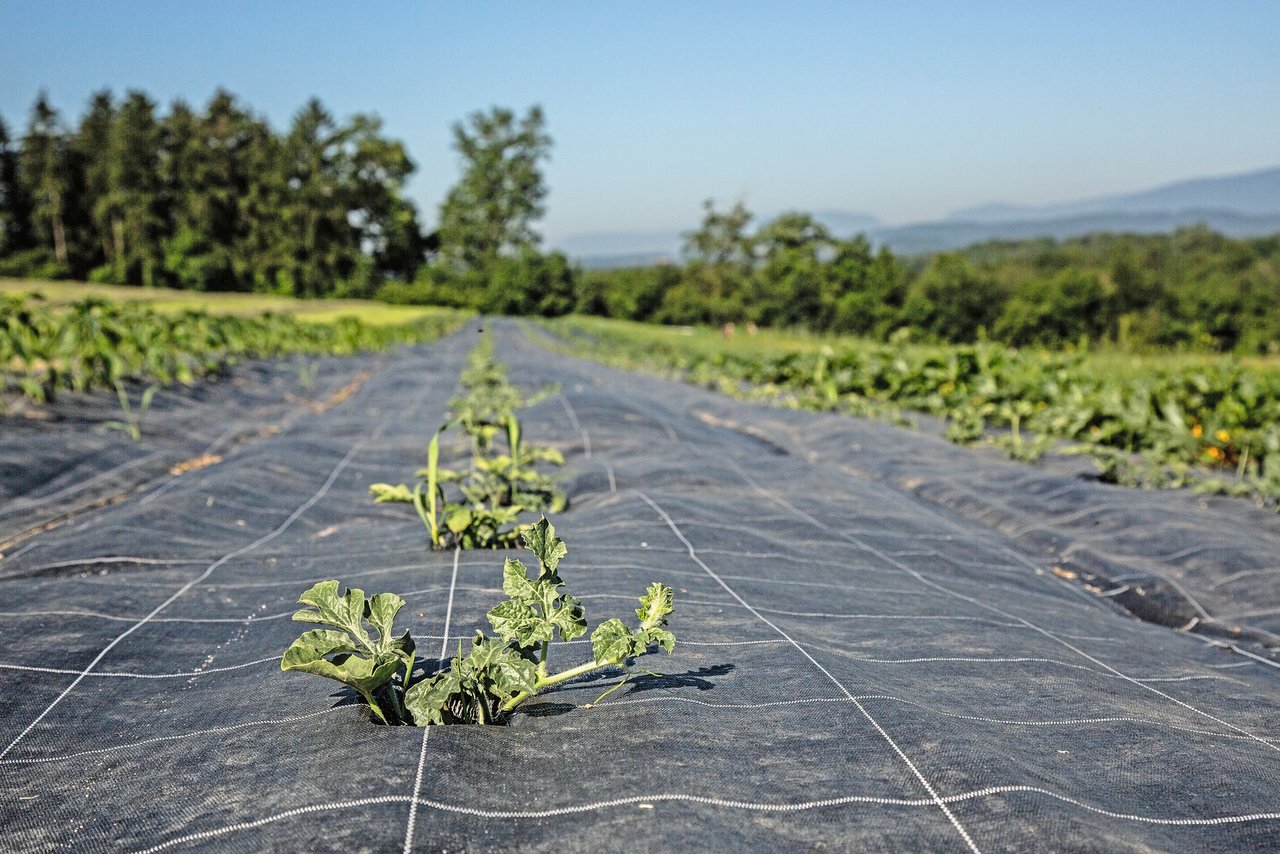 Stefan Brunner baut 2020 einer Fläche von 400 m2 Wassermelonen der Sorte «Sugar Baby» an. Wie viele davon den Hagel Ende Juni überstanden haben, ist noch unklar. (Bild Pia Neuenschwander)