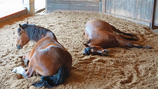 Liegekomfort ist eine wichtige Anforderung an die Einstreu. Nur in Seitenlage mit gestreckten Beinen fallen Pferde in den Tiefschlaf, den sie für ihre körperliche und mentale Gesundheit brauchen.