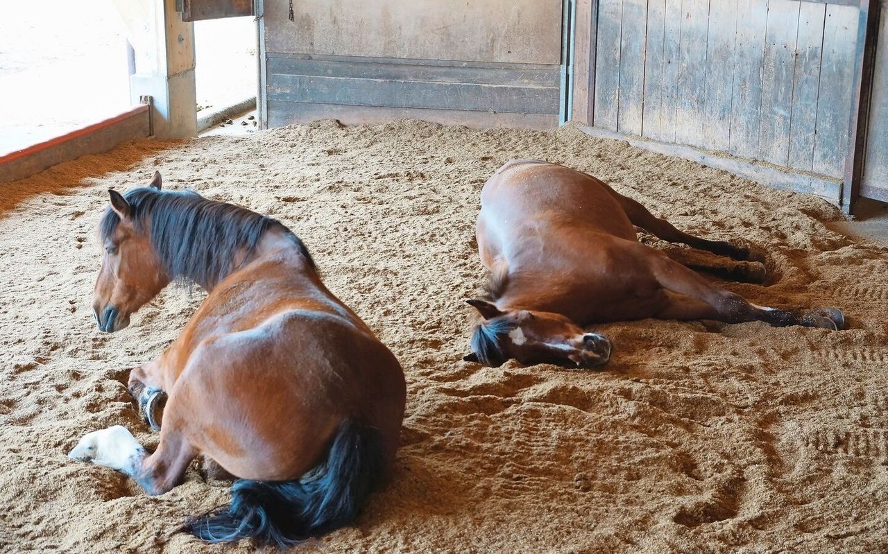 Liegekomfort ist eine wichtige Anforderung an die Einstreu. Nur in Seitenlage mit gestreckten Beinen fallen Pferde in den Tiefschlaf, den sie für ihre körperliche und mentale Gesundheit brauchen.