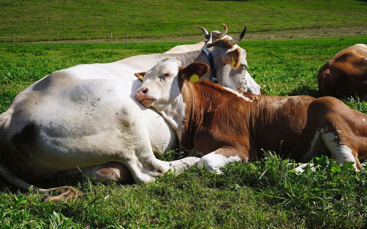 Ein junges Rind liegt neben seiner Mutter und hat den Kopf auf ihren Bauch gelegt.