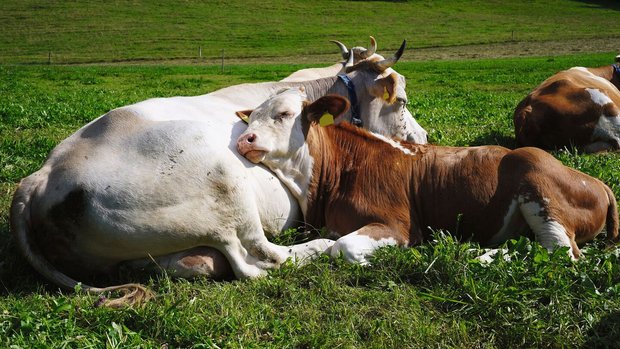Tierfreundschaften Kuh Ein junges Rind liegt neben seiner Mutter und hat den Kopf auf ihren Bauch gelegt.