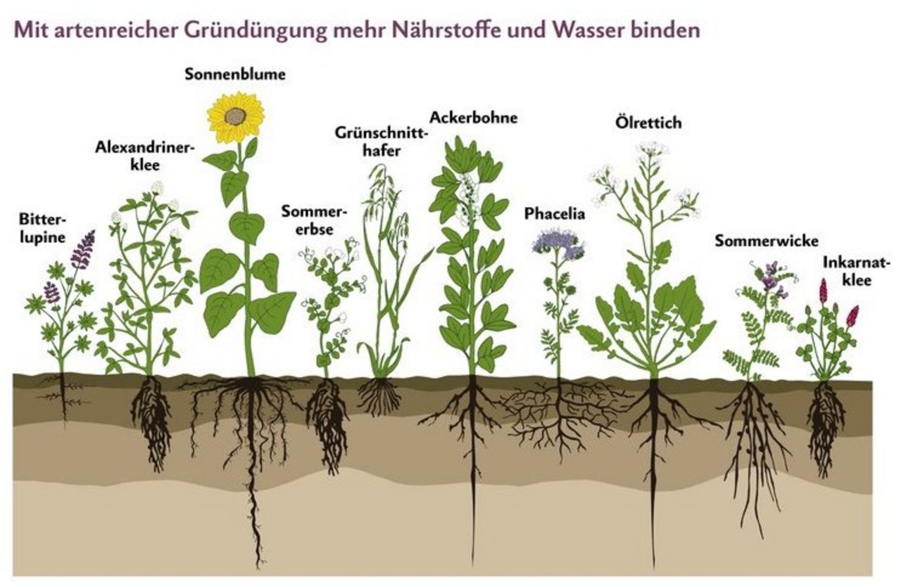 Durch die verschiedenen Wurzelarten und -tiefen kann mit einer artenreichen Mischung ein grössere Teil des Bodens erschlossen werden. Diese Mischung entspricht in etwa der UFA Humus, ohne Inkarnatklee. 