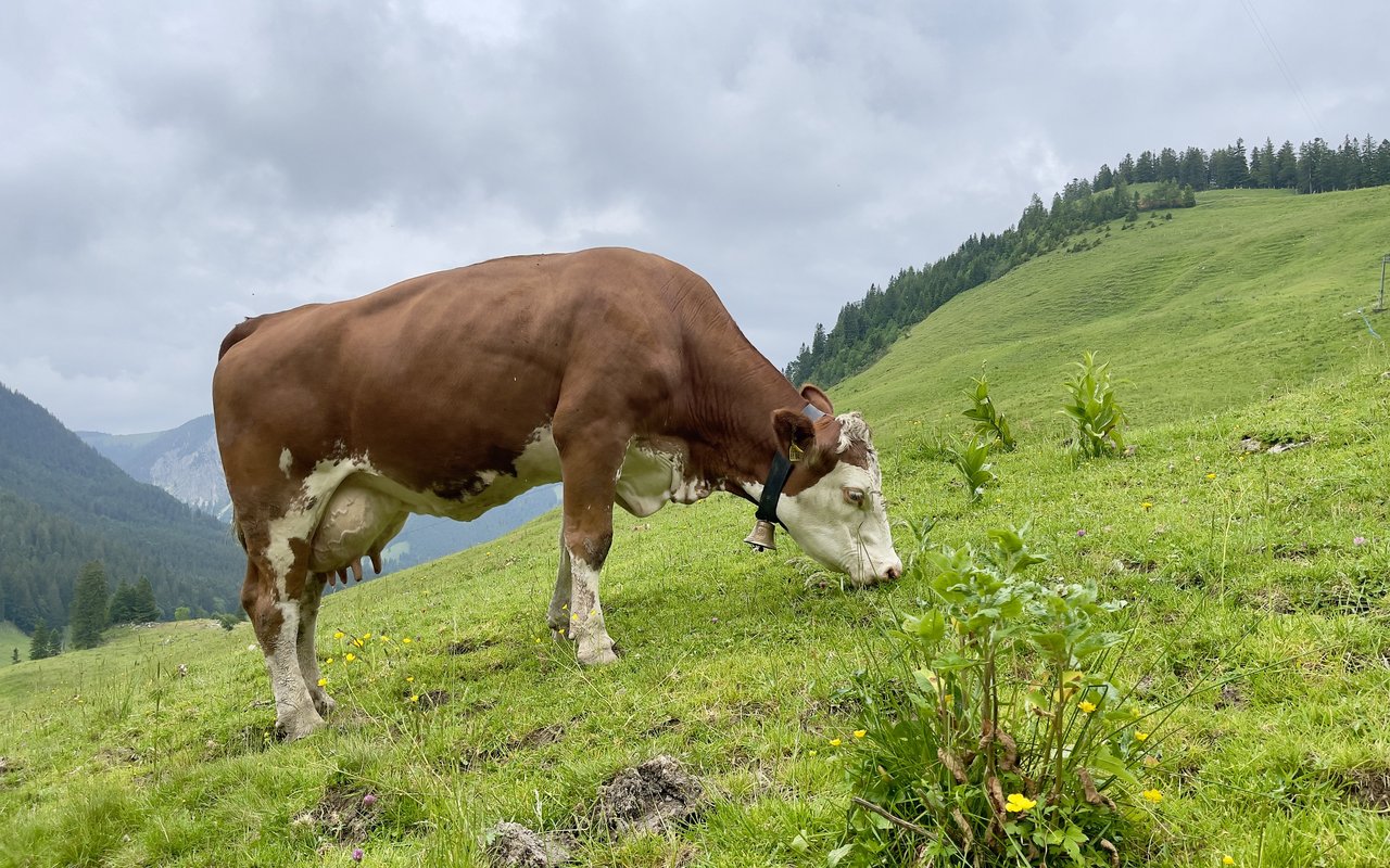 Fleckvieh-Kuh auf der Oberen Firstalm in Oberbayern.