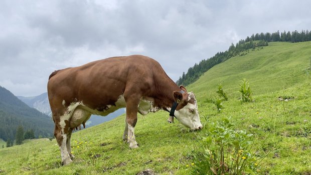 Fleckvieh-Kuh auf der Oberen Firstalm in Oberbayern.