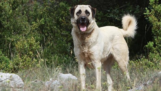 Anatolische Hirtenhunde erreichen eine Widerristhöhe von 70 bis über 80cm. Die Bündner möchten die Rasse als Hirtenhund registrieren lassen. (Bild Zooroyal)