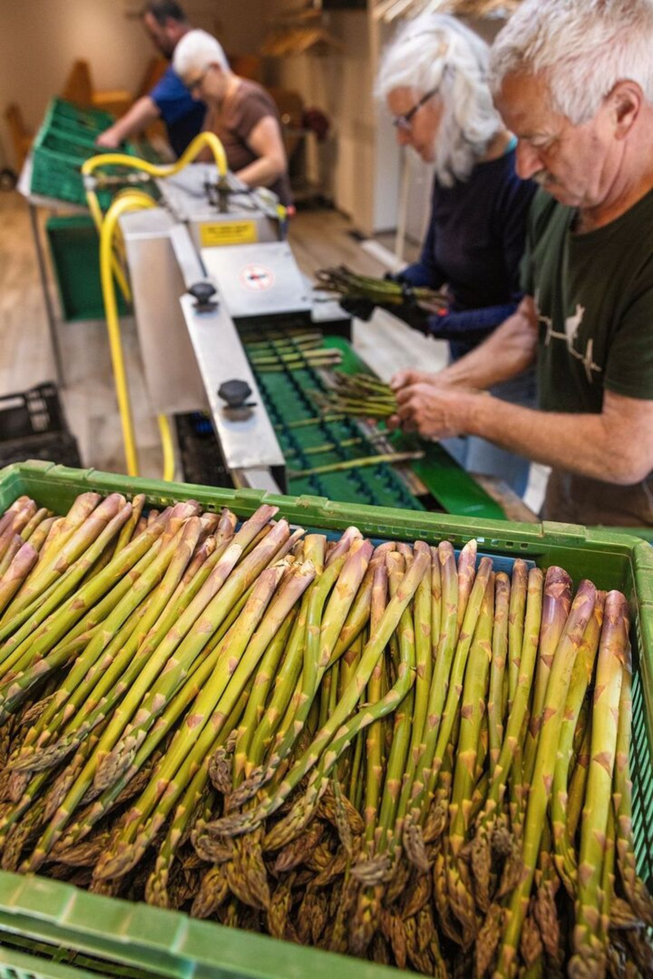 Die Maschine wäscht und längt die Spargeln ab, kontrolliert und eingefüllt wird aber in Handarbeit.