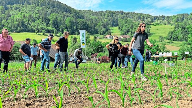 Begehung der Mais-Versuchsparzelle am Stähler-Tag in Bachs. Gezeigt wurden verschiedene Herbizidverfahren sowie ein stickstoff- und phosphorreicher Mikrogranulatdünger mit Zink und Huminsäuren.