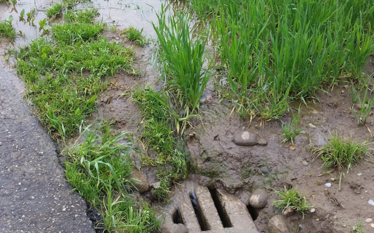 Starke Regenfälle können zu Erosion und Run-off von Pestiziden führen. Deshalb muss vor der Behandlung das Abschwemmungsrisiko geklärt sein. Bild: Manuel Peter