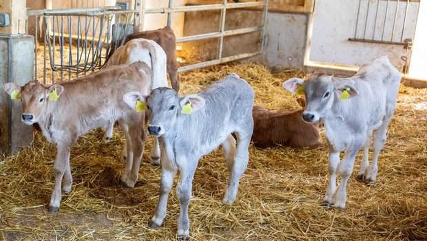 Antibiotika-Einsatz in der Kälbermast Eine Gruppe Mastkälber steht in der Tiefstreu-Box.