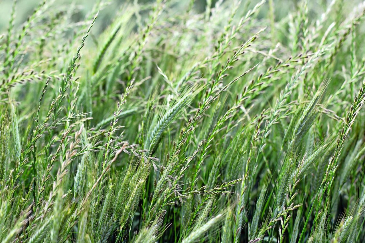 Die Kriech-Quecke zeigt nährstoffreiche und dichte Böden im Getreide und im Grünland an.