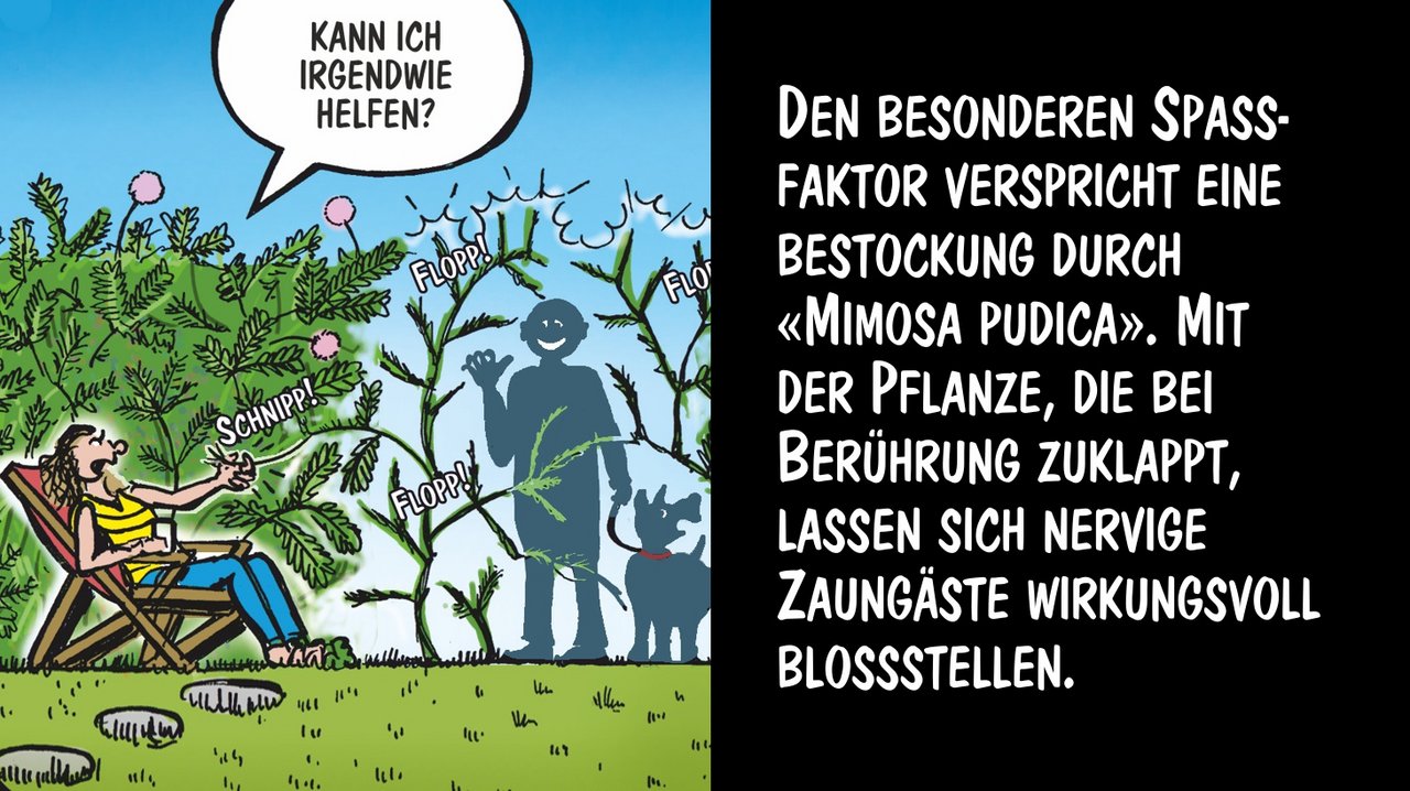 «Mimosa pudica» stellt nervige Zaungäste bloss. Cartoon: Marco Ratschiller/Karma