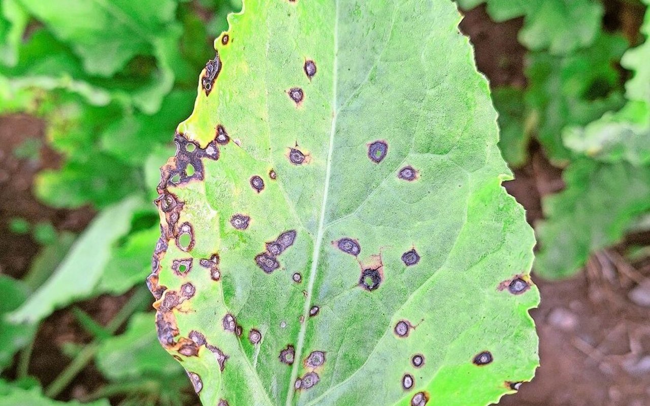 Trotz der aktuell tieferen Temperaturen steht der Cercospora-Befall in den Rüben nicht gänzlich still. 