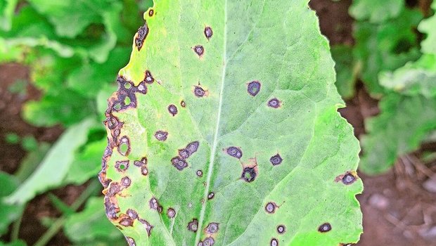 Trotz der aktuell tieferen Temperaturen steht der Cercospora-Befall in den Rüben nicht gänzlich still. 
