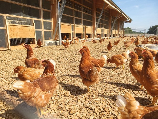 Welche Einstreu ist im Schlechtwetterauslauf von Legehennen ideal? Holzschnitzel sind ein beliebtes Einstreumaterial im Schlechtwetterauslauf. Wichtig ist, dass die Hühner gut darin scharren können. Bild: C. Henchoz