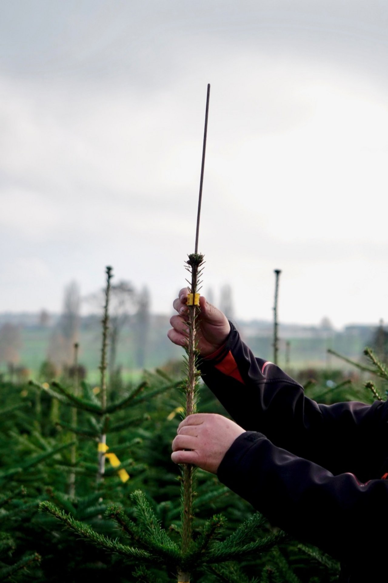 Keine Sitzgelegenheit: Das Stöckchen ragt über den Mitteltrieb hinaus. Bild: Martina Rüegger