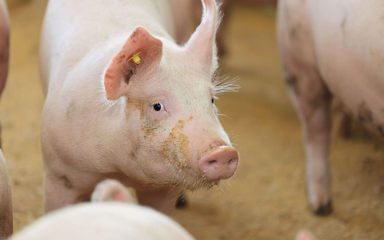 Ein Mastschwein schaut in die Kamera.