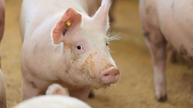 Schweinezyklus: Tiefe Preise auf dem Schweinemarkt Ein Mastschwein schaut in die Kamera.