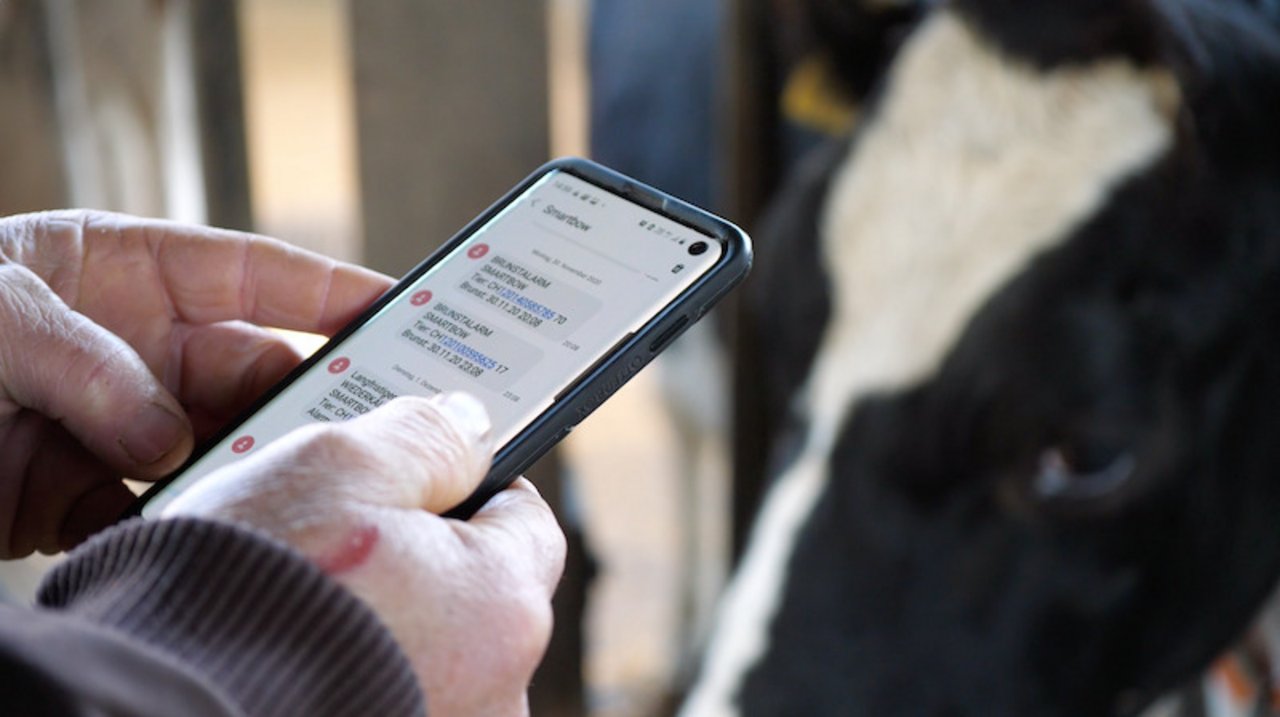 Weichen Wiederkautätigkeit oder Bewegungsverhalten der Kühe von der Norm ab, kommt eine Meldung per SMS.