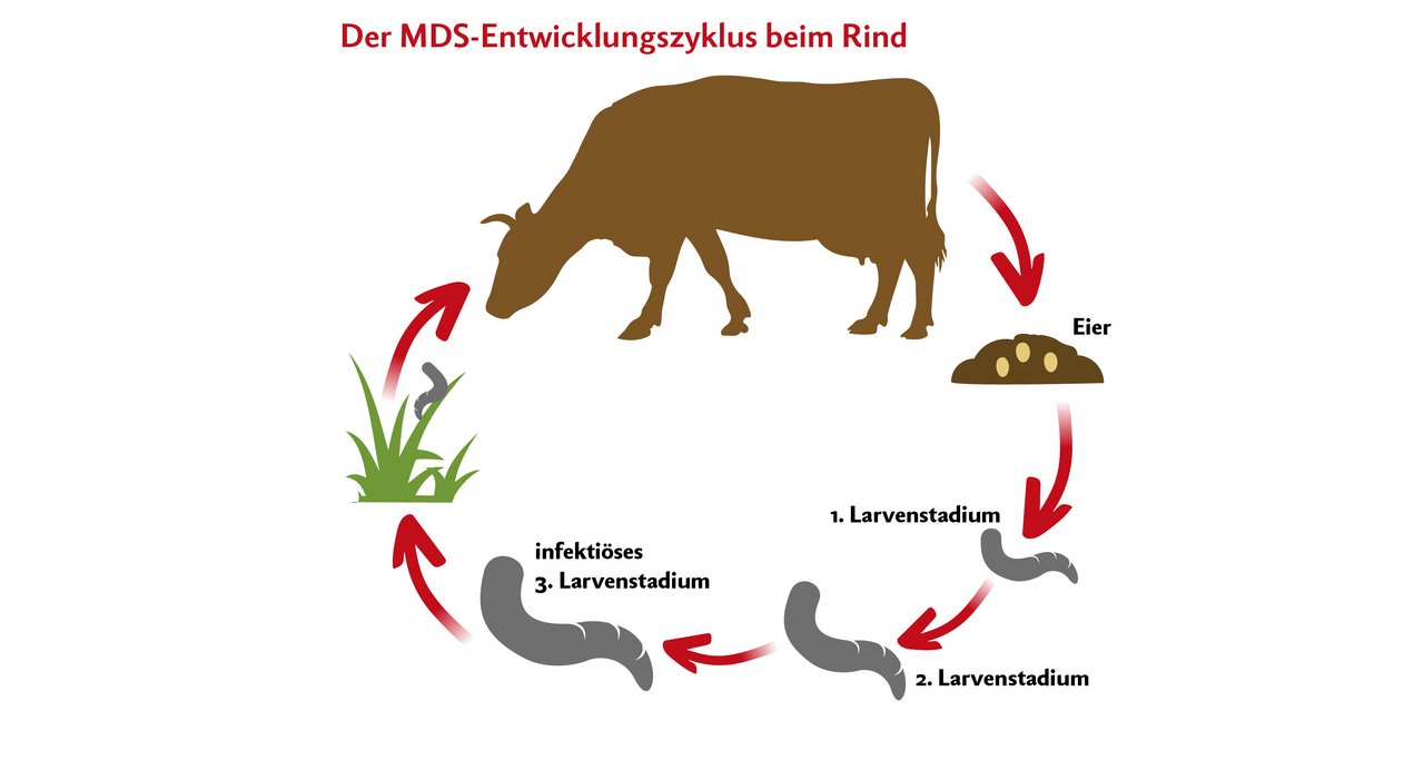 Die Eier der Magen-Darm-Stronglyden gelangen über den Kot auf die Weide. Quelle: FibL-Merkblatt «Innere Parasiten der Rindern mit Weidemanagement nachhaltig regulieren»