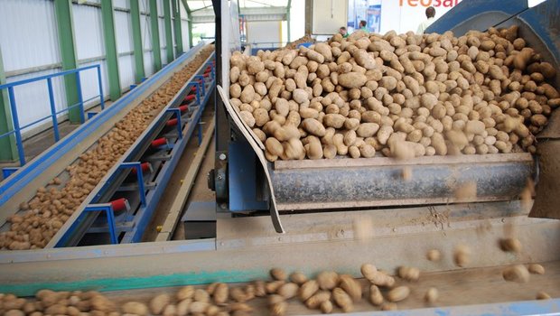 "Die aktuelle Marktlage ist aus Sicht der Produzenten gut, der Start der Vermarktung der alten Ernte 2018 ist gelungen", wie Ruedi Fischer von Swisspatat sagt. (Symbolbild Annik Steiner)