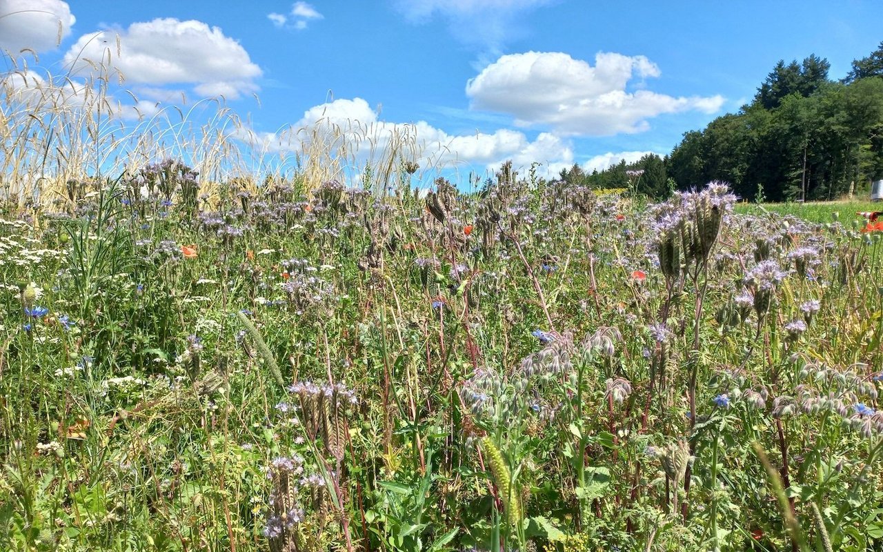 Nützlingsstreifen am Ackerrrand.