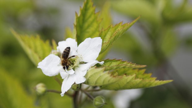 Sowohl Wild- wie auch Honigbienen leiden massiv unter dem dramatischen Verlust an Biodiversität. (Bild Pixabay)