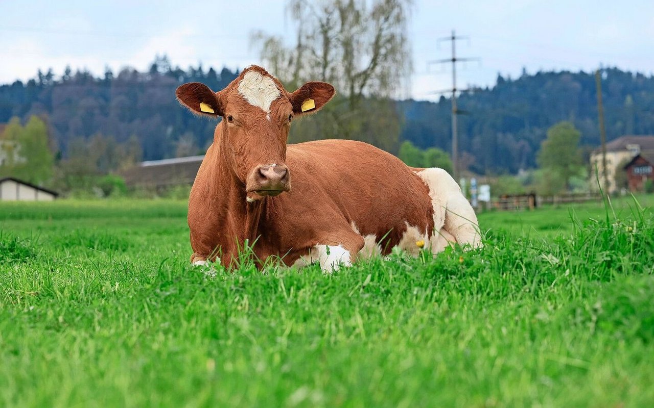 Auch die Flächenproduktivität hat zugenommen: Während 2000/2001 durchschnittlich 4278 kg Milch/ha produziert wurden, waren es 2025 bereits 6765 kg.