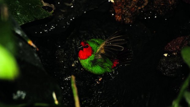 Vögel baden mehrmals täglich, so wie diese Rotkopf-Papageiamadine.
