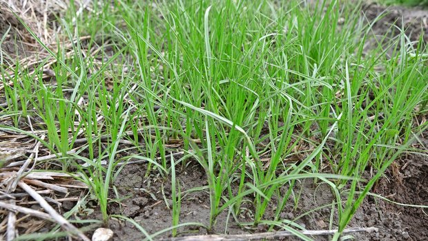 Erdmandelgras erkennt man an den haarlosen Blättern, dem dreikantigen Stängel und bei grösseren Pflanzen auch an den Wurzelknöllchen. Bild: Eva Föller, FiBL