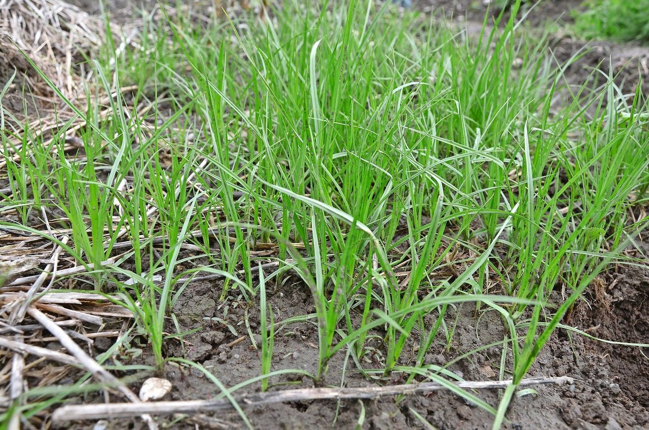 Erdmandelgras erkennt man an den haarlosen Blättern, dem dreikantigen Stängel und bei grösseren Pflanzen auch an den Wurzelknöllchen. Bild: Eva Föller, FiBL