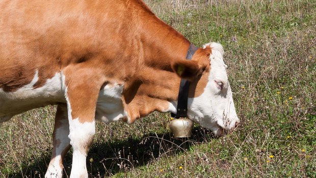 Kühe mit Glocken sorgen immer wieder für Konflikte: Ein solcher Nachbarstreit konnte im österreichischen Vorarlberg jetzt beigelegt werden. (Bild Pixabay)